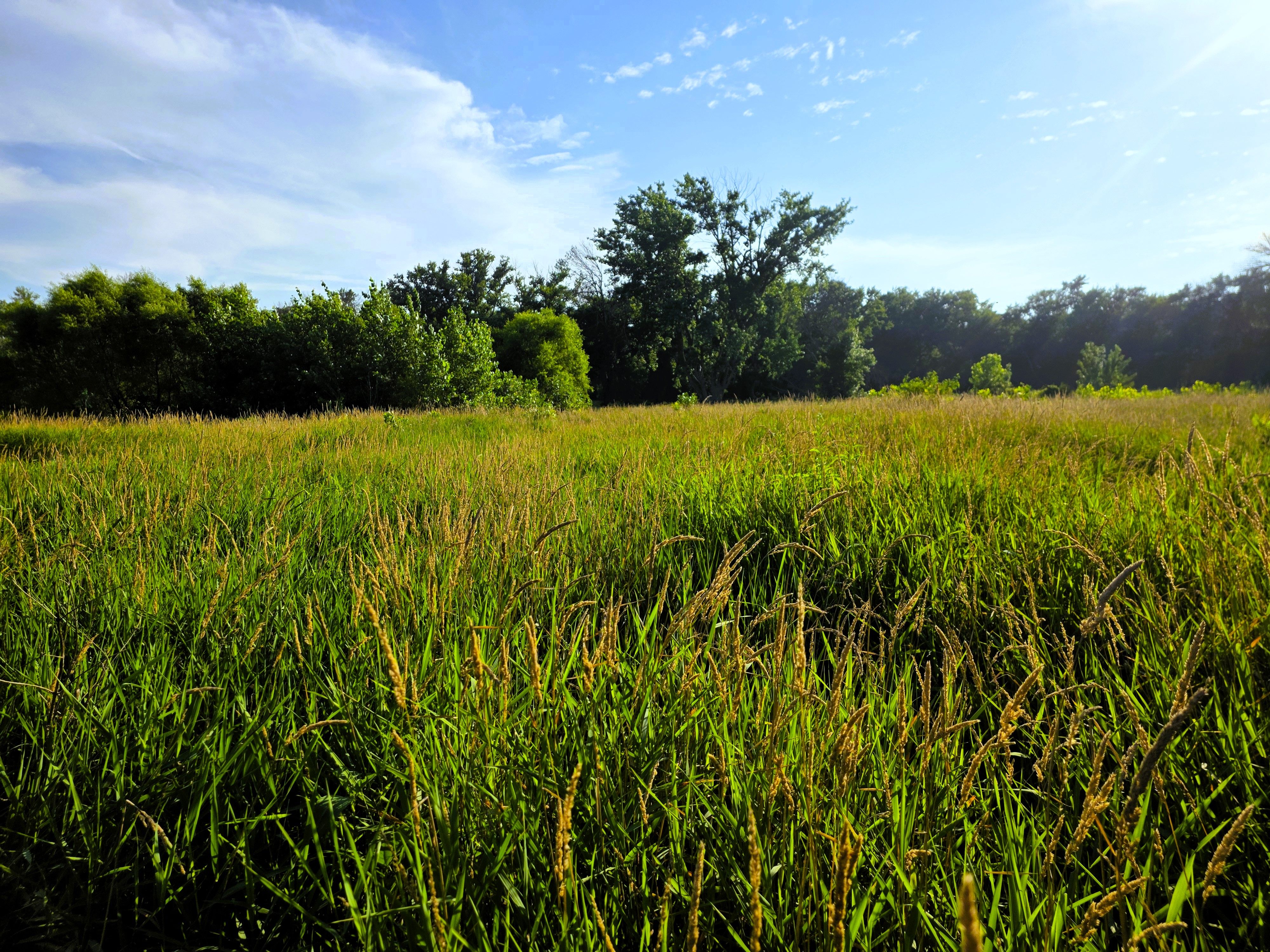 Listing Photo: Ground - grass